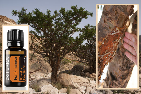 Frankincense kadidlo esenciálny olej DoTerra