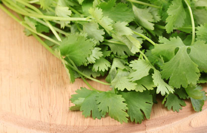 Cilantro koriander esenciálny olej DoTerra