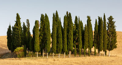 Esenciálny olej Cypress cyprus doterra