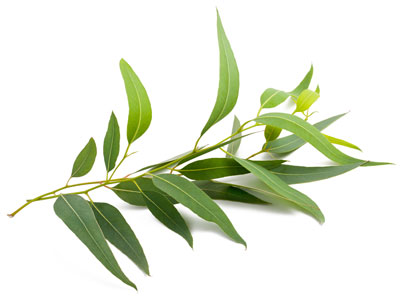 Eucalyptus eukalyptus Esenciálne oleje Doterra