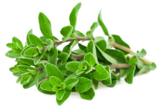 Marjoram majoránka esenciálny olej doterra