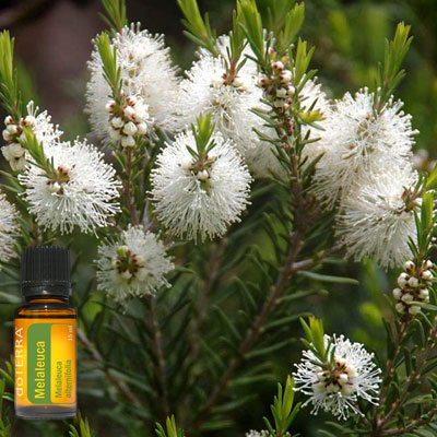 Melaleuca čajovník tea tree esenciálny olej doterra