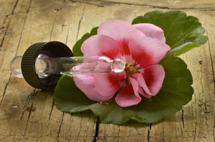 Geranium muškát esenciálny olej doterra