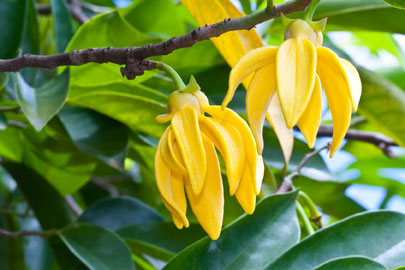 Esenciálny olej Ylang Ylang DoTerra